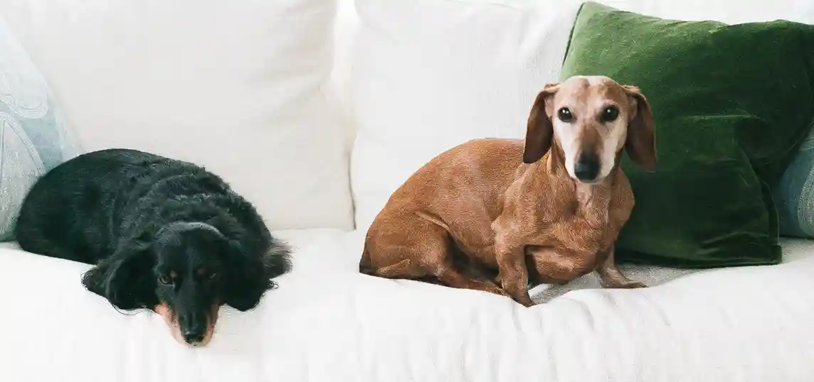 Best pet friendly couches for dog owners